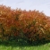 peinture numérique-paysages-ARBRES ROUGES