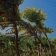 peinture numérique-paysage-PINS LUBERON