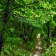peinture numérique-paysage-PETIT CHEMIN CORREZE