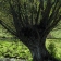 peinture numérique-paysage-VIEUX SAULE