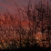 peinture numérique-paysage-SOLEIL COUCHANT