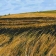 peinture numérique-paysage-ETE 1995