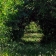 peinture numérique-paysage-CHEMIN SOUS BOIS